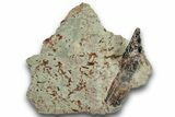 Spinosaurus Tooth In Rock - Dekkar Formation, Morocco #252253-1
